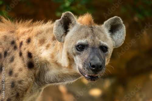 hyena