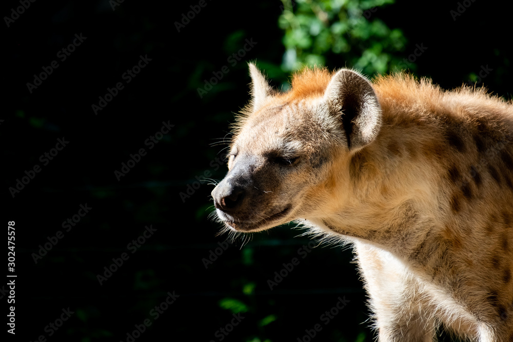 Obraz premium hyena