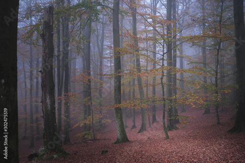 Fog in the forest and trees in autumn colors