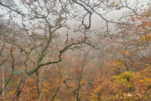 Tree with autumn colors sticking out from a cliff with fog in the background