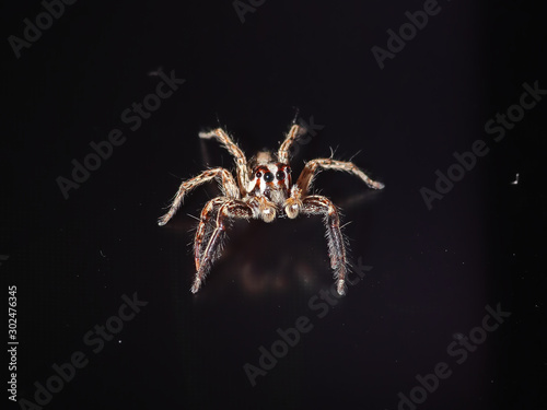 A closeup of a pantropical jumping spider male (Plexippus paykulli) sitting on a computer screen