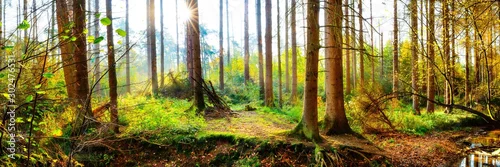 Fototapeta Panorama jesiennego lasu z jasnym słońcem świecącym przez drzewa