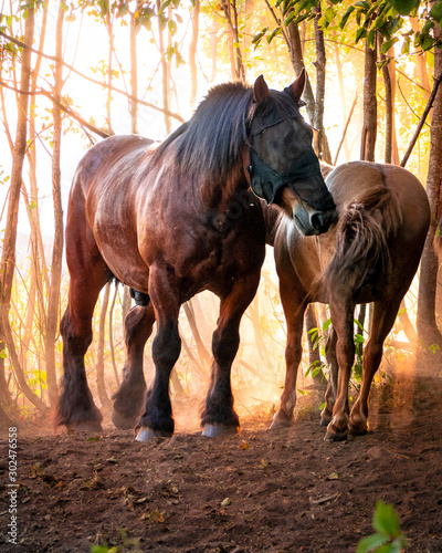 Tableau sur toile Drafthorse
