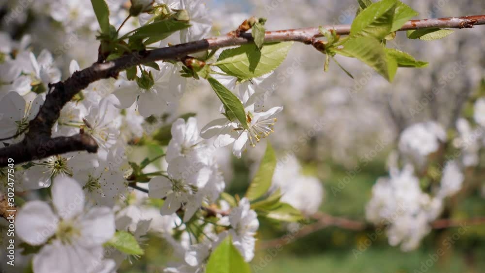 Ornamental garden with blooming cherry trees on a fresh green lawn. Ornamental garden with blooming cherry trees on a fresh green lawn.