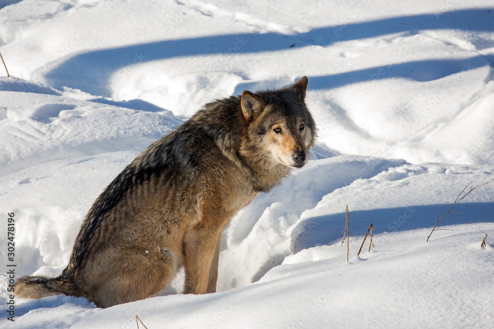 Naklejka premium Gray wolf resting in the snow