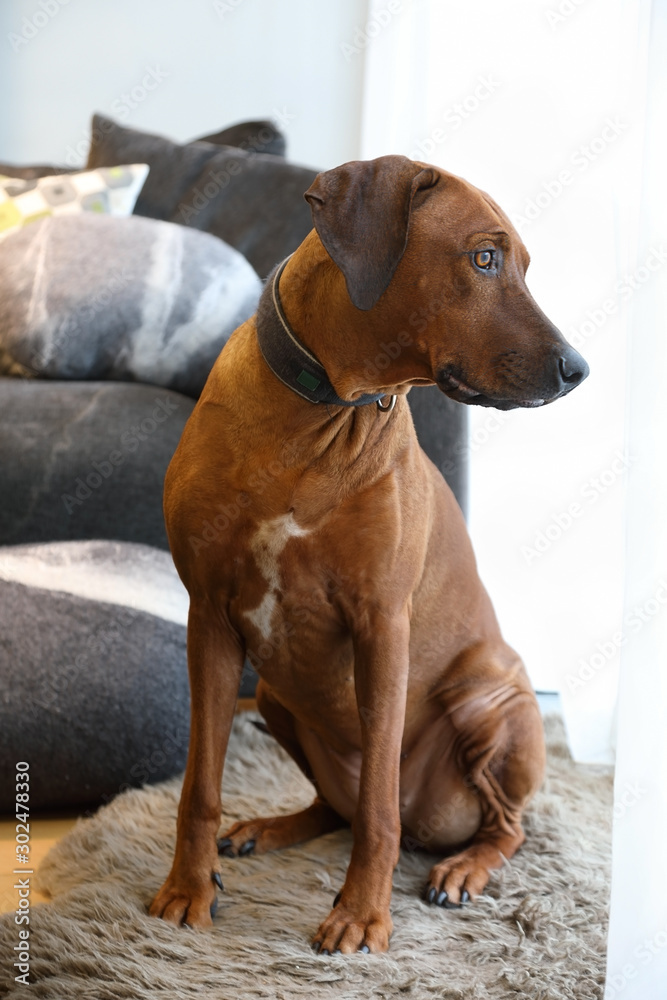 A Rhodesian Ridgeback looks out the window A Rhodesian Ridgeback looks out the window