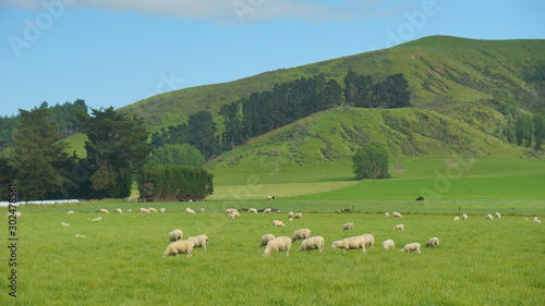 The sheeps in the meadow in a farmland in the vicinity of Christchurch New Zealand