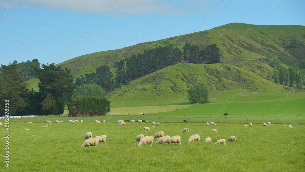 Obraz premium The sheeps in the meadow in a farmland in the vicinity of Christchurch New Zealand
