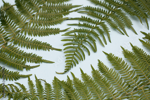 Green leaves of fern. Blue background. Banner Template. Space for your text.