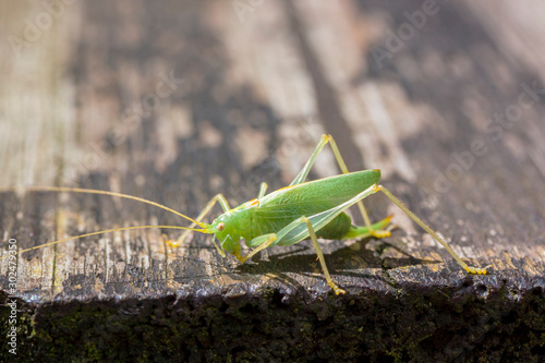 Grasshopper on wooden table. Wildlife photography 