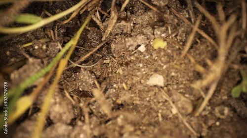 Wallpaper Mural Top down slow pan of a disturbed fire ant mound, grass sticking out of the dirt on the sides. Many ants running around through broken dirt. Torontodigital.ca