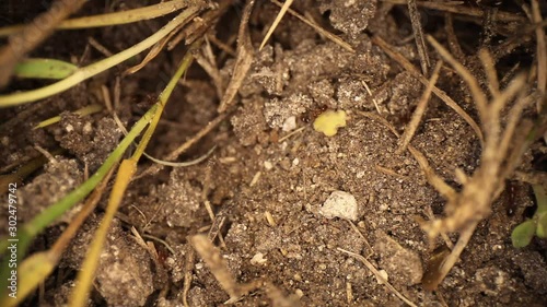 Wallpaper Mural Top down static shot of a disturbed fire ant mound, grass sticking out of the dirt off to the side. Several ants walking around through broken dirt. Torontodigital.ca