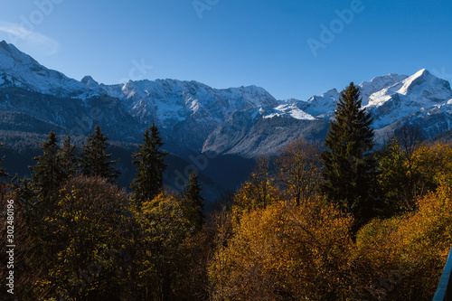 Herbstlicher Bergwald mit goldgelben Bl  ttern vor verschneiten Bergen im Hintergrund