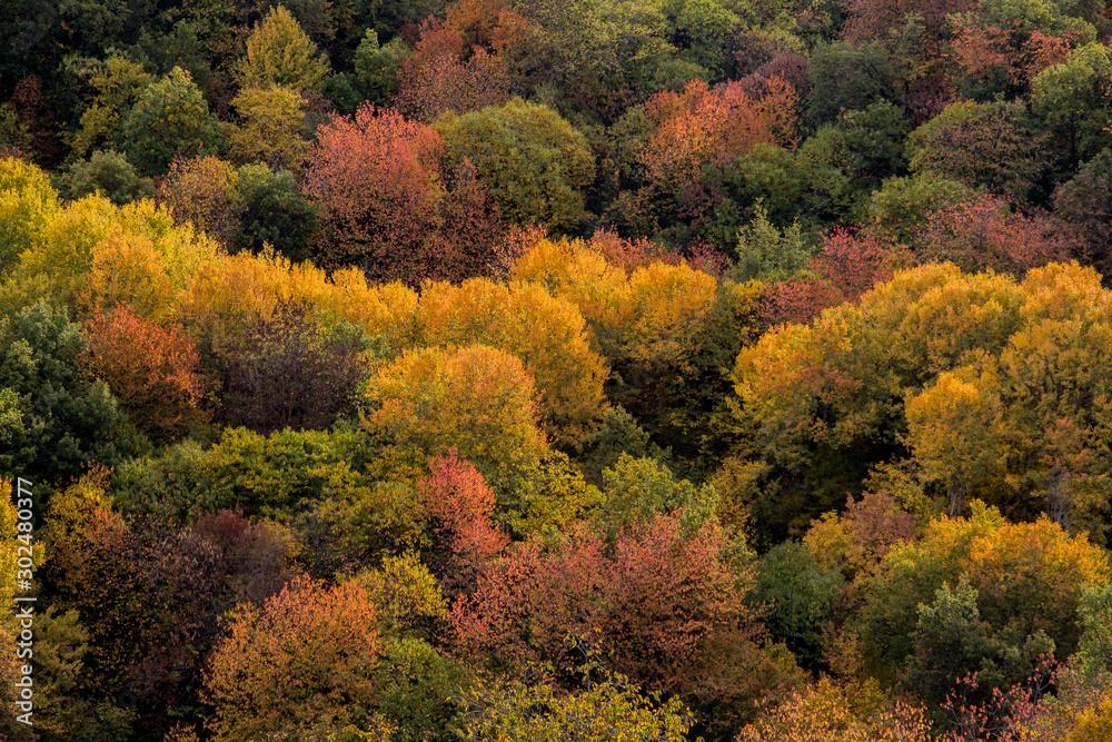 colori autunnali, alberi colori autunnali, alberi