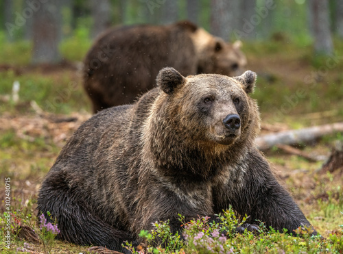 Adult Male of Brown bear in the forest. Scientific name: Ursus arctos. Natural habitat. © Uryadnikov Sergey