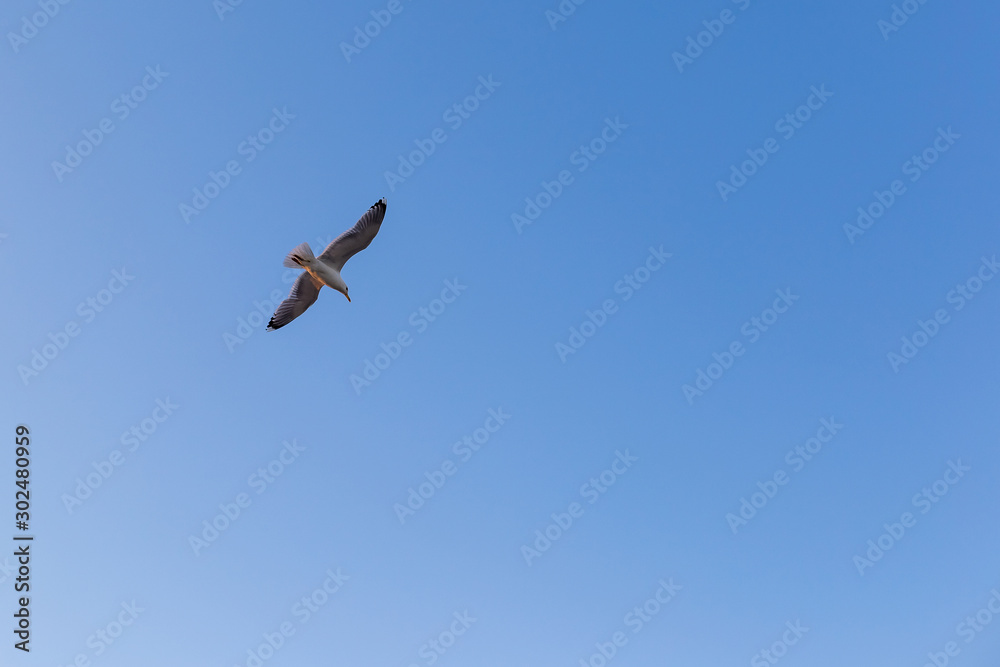 Seagull on a background of blue sky Seagull on a background of blue sky