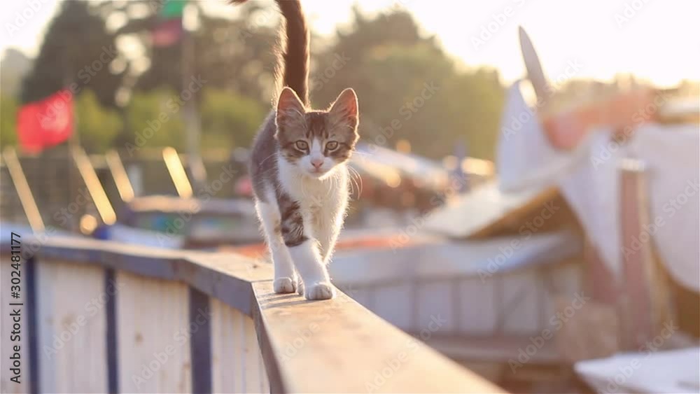cat on roof