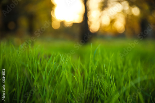 Bright green grass in park. Bokeh effect