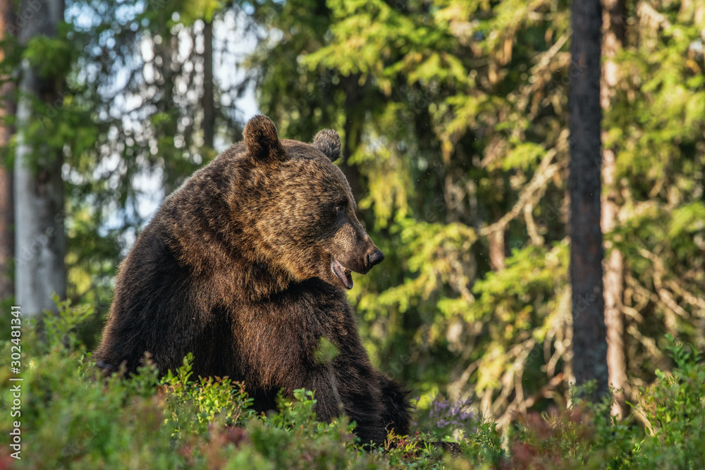 Closeup portrait of adult male of brown bear at sunset light. Green natural background. Summer season. Natural habitat.