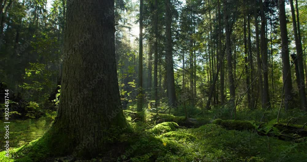 Big old tree in green fairy tale forest in morning