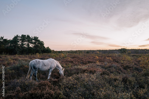 White horse in the field at sunrise - Melby Overdrev, Denmark