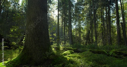 Big old tree in green fairy tale forest in morning