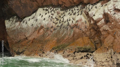 Large Group of Birds (Inca Tern) Resting on Rocky Island Close-up, Ballestas Islands, Paracas National Reserve, Peru