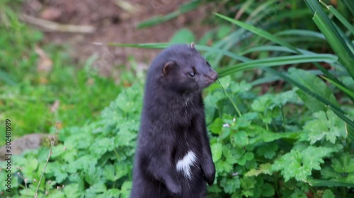 American mink, Neovison vison, close up  while standing looking around above water during autumn in November.