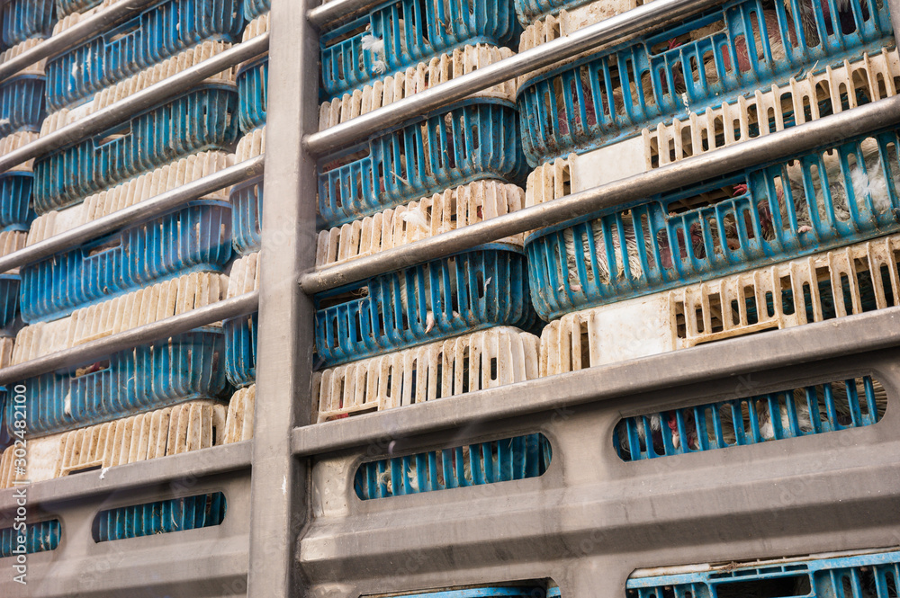 Obraz premium Chickens transportation in cramped cage stacked on a truck