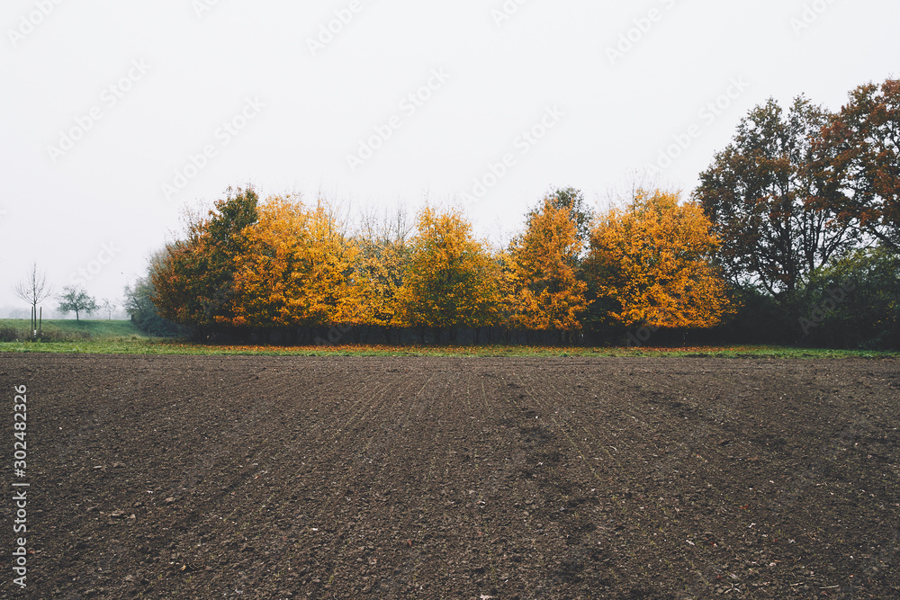 Fototapeta premium Baum Reihe