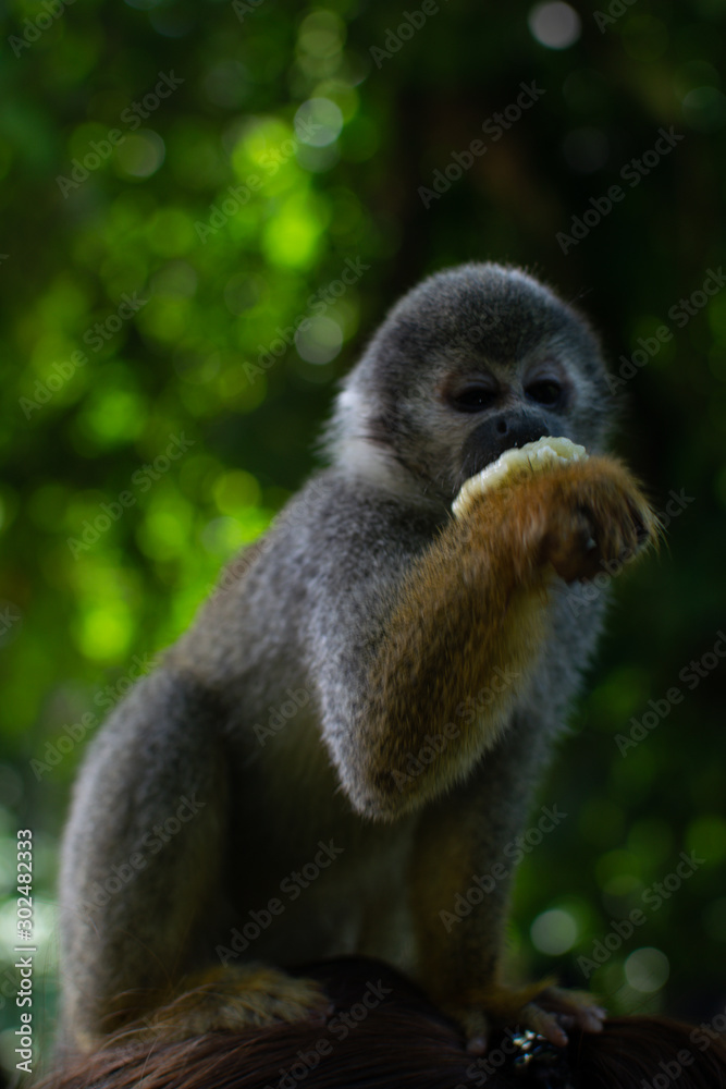 Naklejka premium monos ardilla de la selba amazonica mirando hacia alfrente bien enfocado