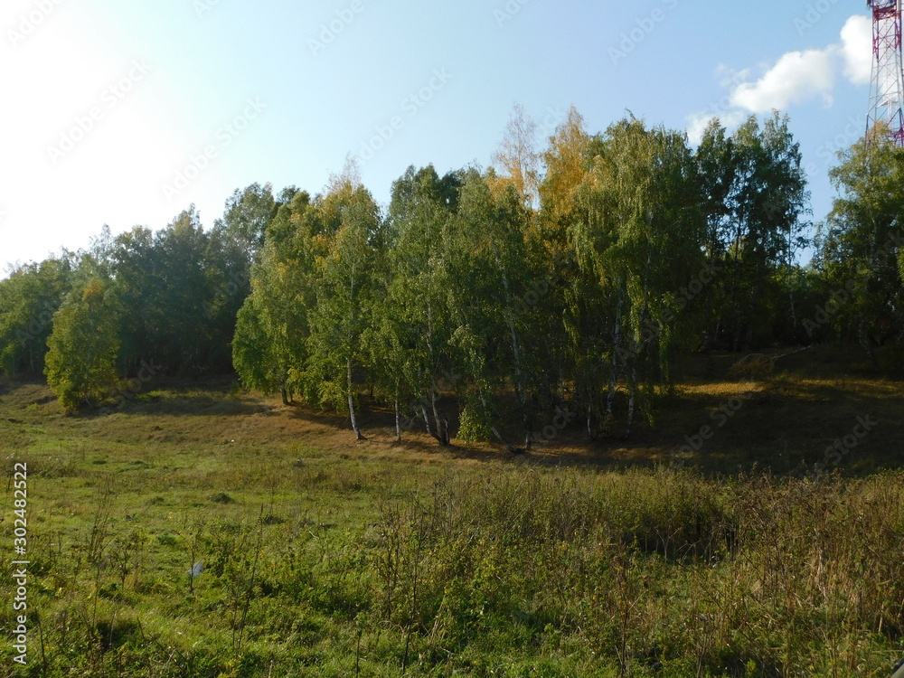 forest forest