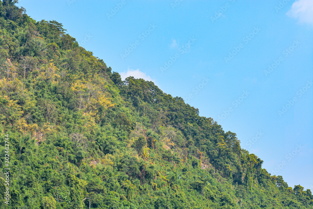Fototapeta premium forest trees growing on the mountain 