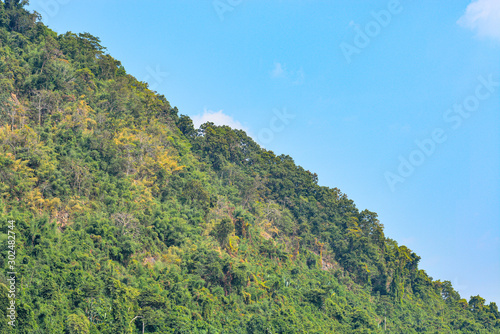 forest trees growing on the mountain 