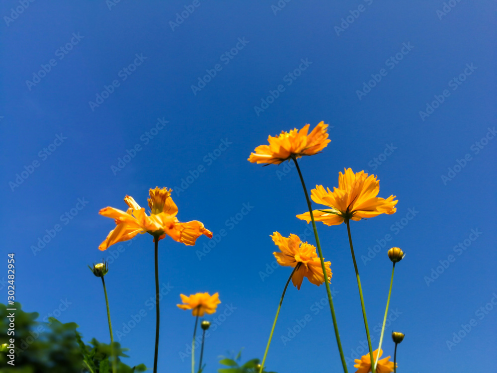 Cosmos Flower field with blue sky,Cosmos Flower field blooming spring flowers season