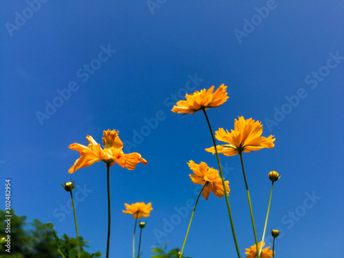 Cosmos Flower field with blue sky,Cosmos Flower field blooming spring flowers season © saelim