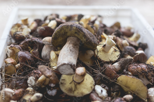 Background with full basket of fresh wild mushrooms.