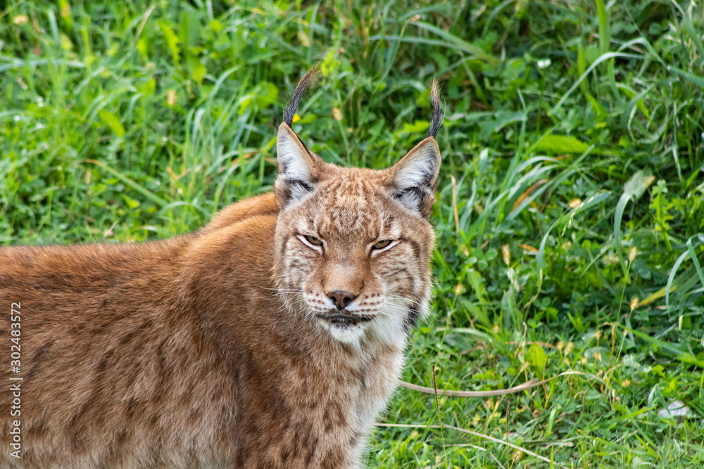 Obraz premium boreal lynx enjoying in its territory