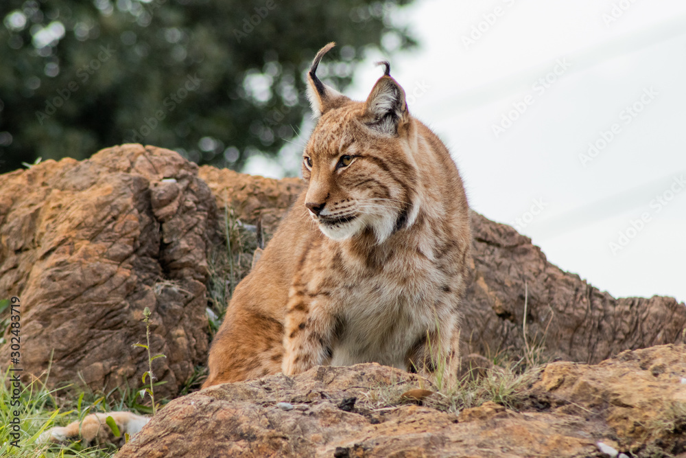 Fototapeta premium boreal lynx enjoying in its territory