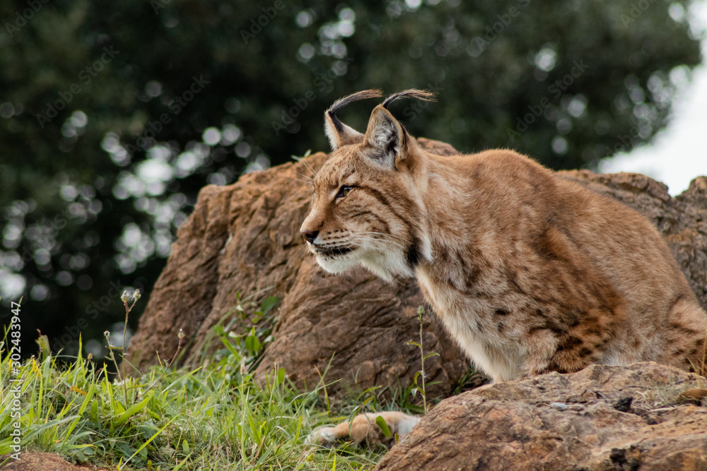 Fototapeta premium boreal lynx enjoying in its territory