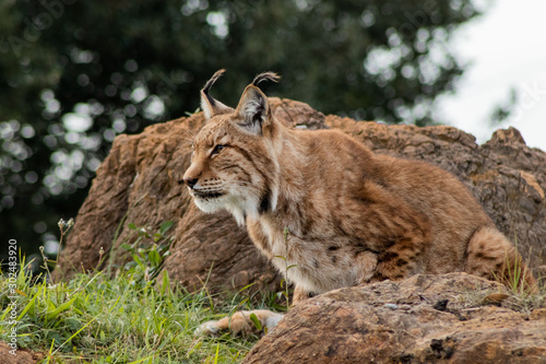 boreal lynx enjoying in its territory