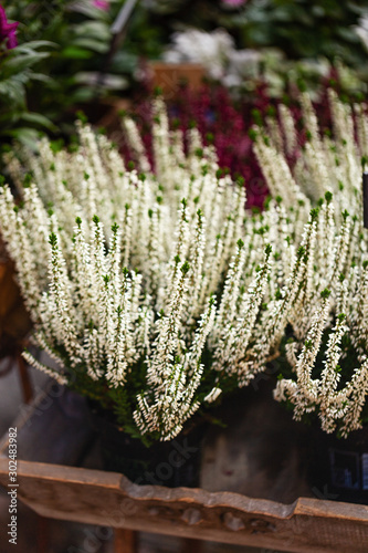 Heather flowers - flower Calluna vulgaris Long White
