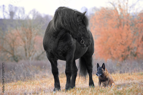 Obraz na płótnie dog and horse in autumn forest