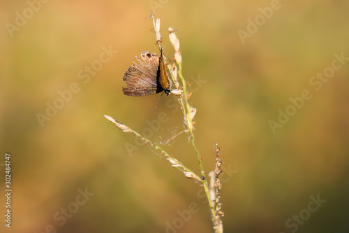 brown and white butterfly portrait on single leave with sunset light in the evening green back ground © arepaporn