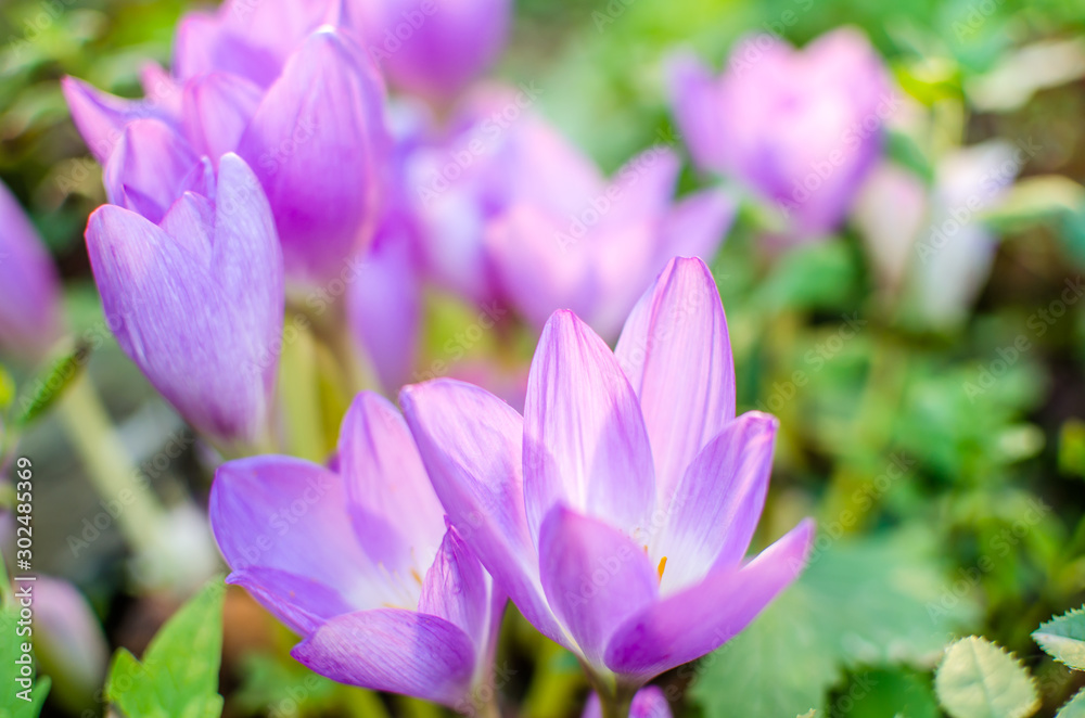 beautiful mauve crocus flowers in sunlight. summer beautiful mauve crocus flowers in sunlight. summer