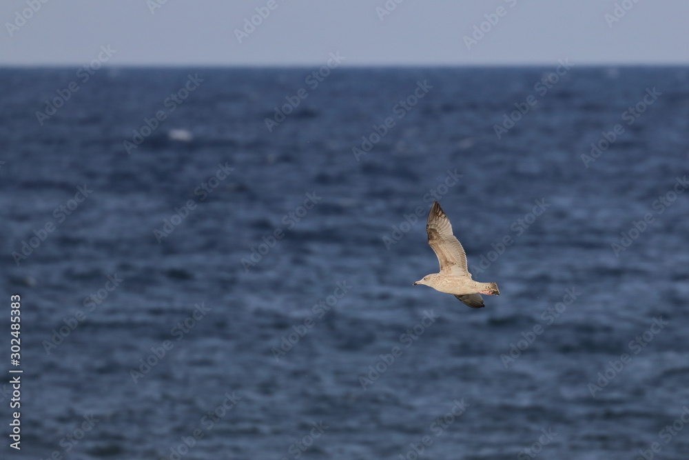 Fototapeta premium herring gull
