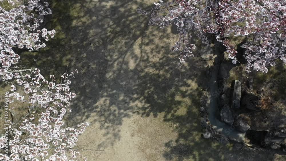 桜をドローン空撮 桜をドローン空撮
