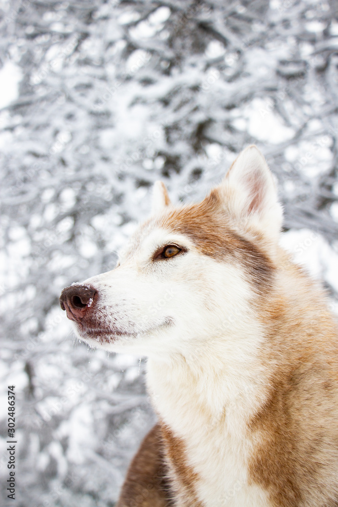 Husky de Sibérie dans la neige