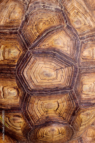 Blurred Pattern Of Tortoise Shell. Cropped Shot Of Tortoise Shell. Blurred Abstract Nature Background Texture.