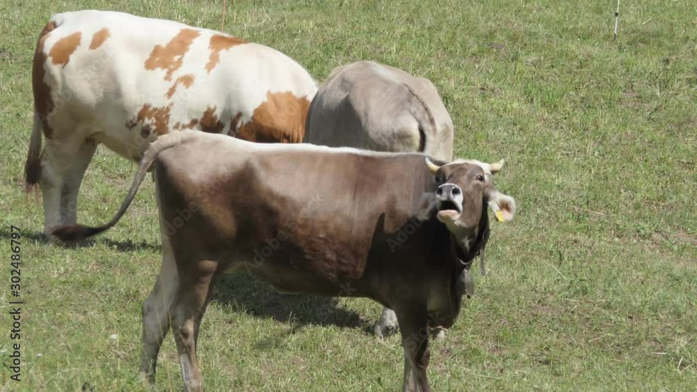 Flock of cows on the grass are competing for food Flock of cows on the grass are competing for food